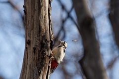 ワイルド赤パン