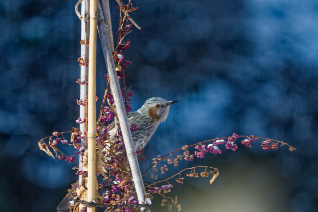 コムラサキ食堂の常連客