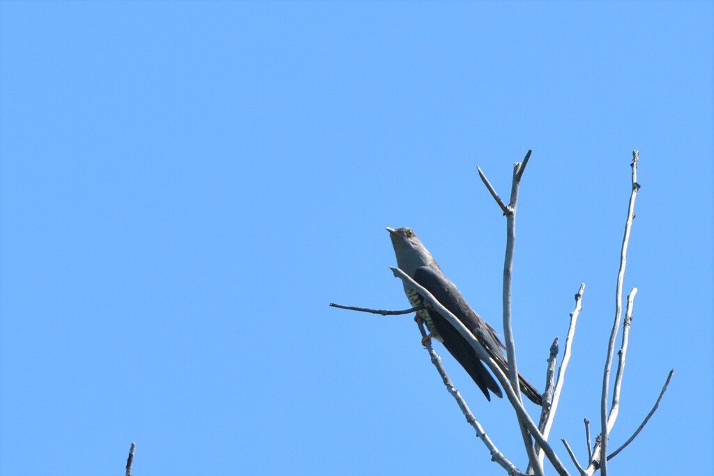 青空に歌う