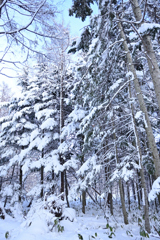 雪花の森