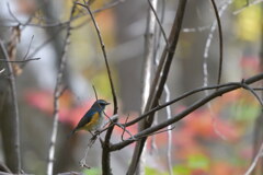 瑠璃男の秋