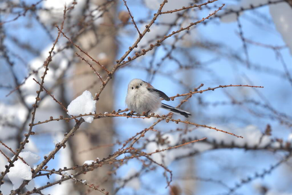 天使のおもてなし