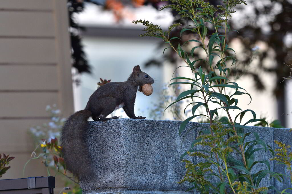 塀の上のオブジェ