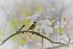回顧の森