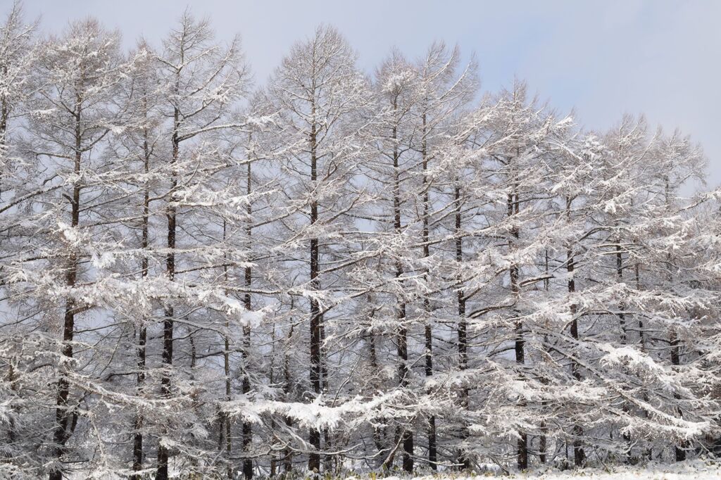 雪並木