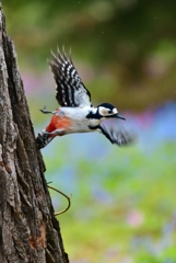 スクランブル発進