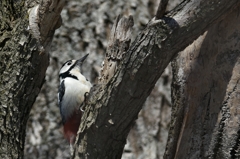 昼下がりのダンディ