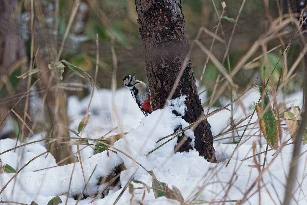 雪の便りが届くころ