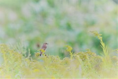 黄の風に吹かれて