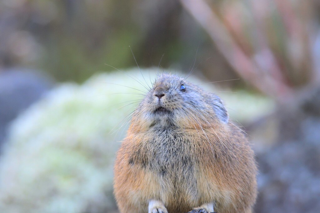 もしも飛べたら