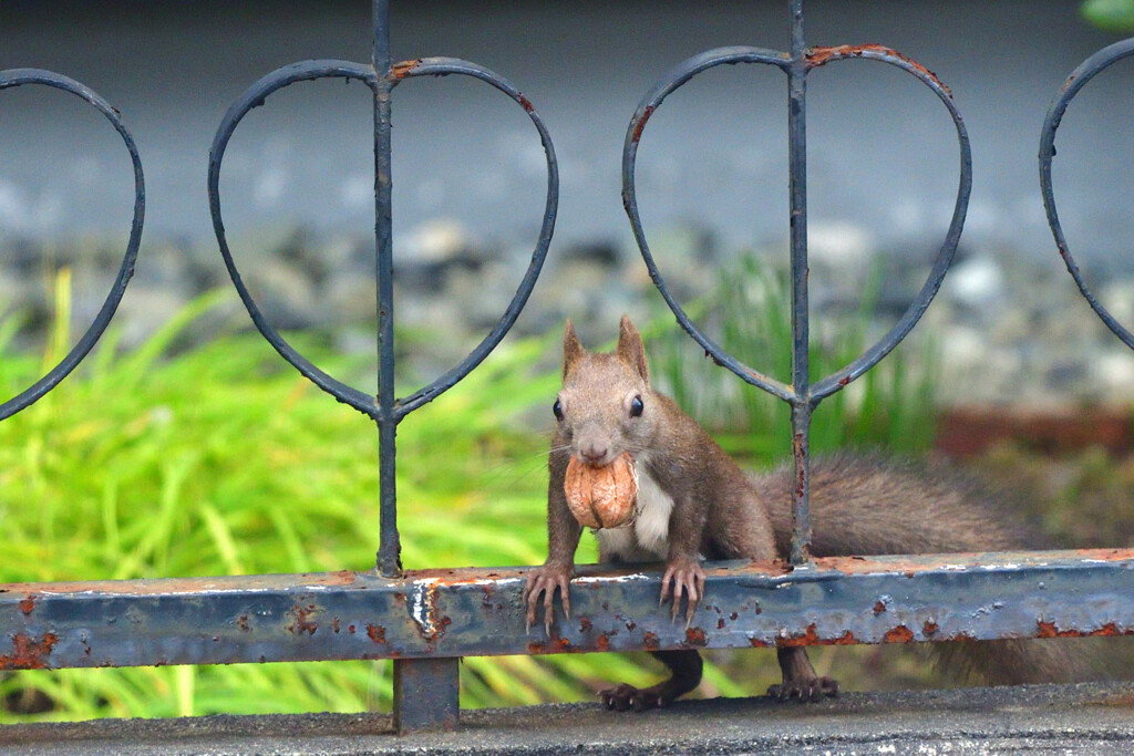 クルミ泥棒
