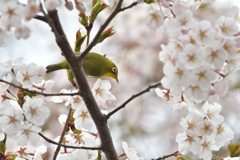 花コラボ