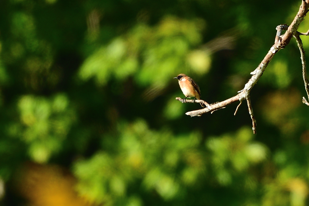 秋のメランコリー