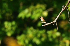 秋のメランコリー