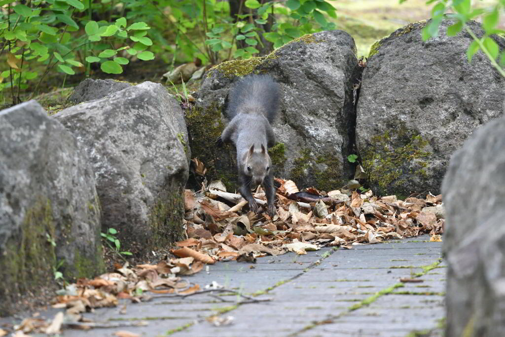 クッション