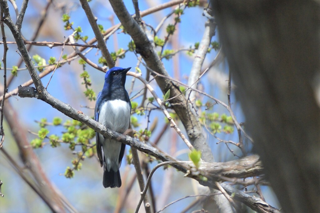 あの日の青い鳥