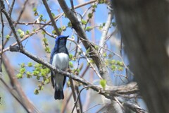 あの日の青い鳥