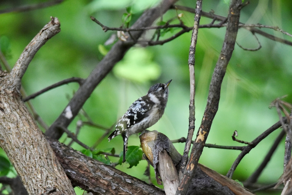 明日に向かって