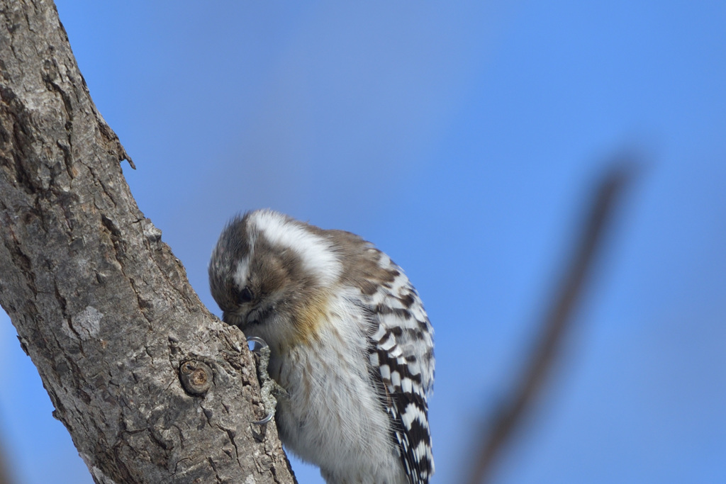 ヘビーユーザー