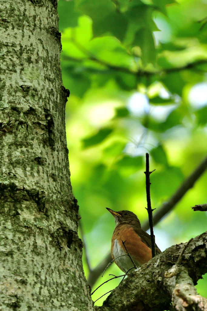 日陰でまったり