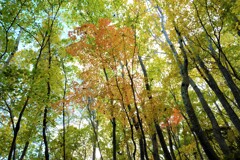 森は淡く燃えて