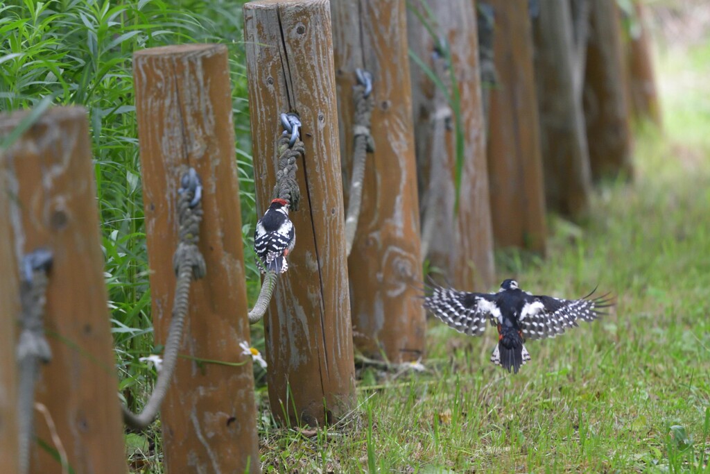 アウト＆セーフ