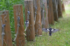 アウト＆セーフ