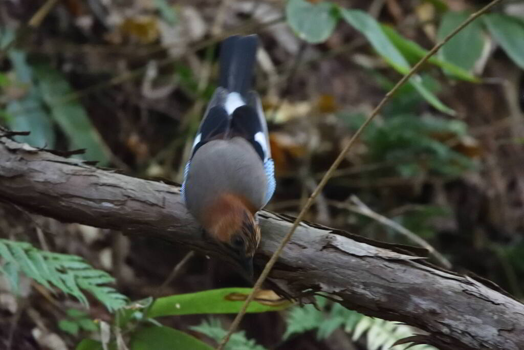 物まね鳥がやって来た