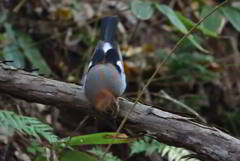 物まね鳥がやって来た