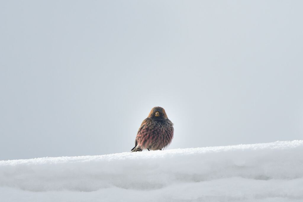 雪に咲く萩