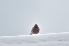 雪に咲く萩