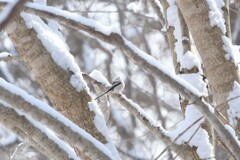 ハッピーウインター ハッピーウインター