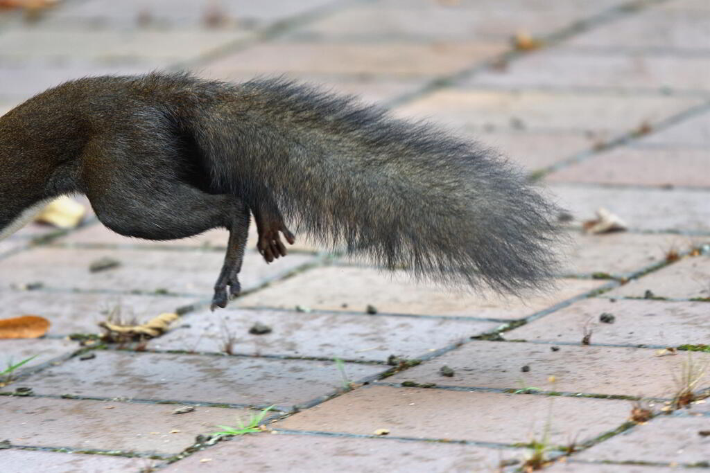 去る栗鼠は追わず