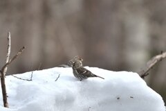 雪飲み場