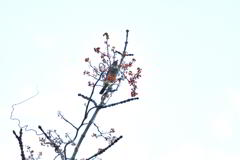 風冴えて