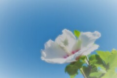 クールサマー