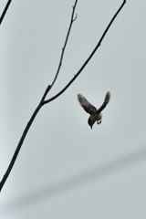 万有引力の法則