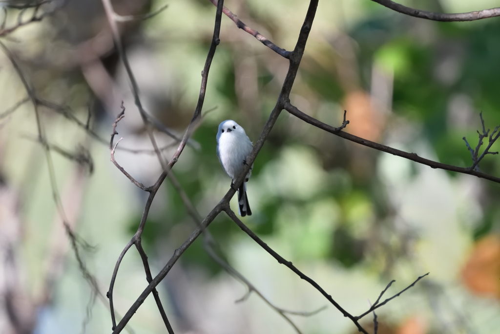 白い鳥みつけた