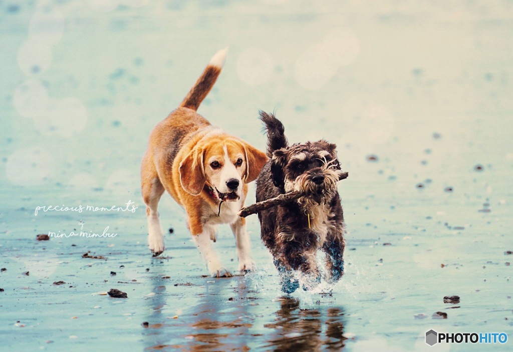 我が家の愛犬