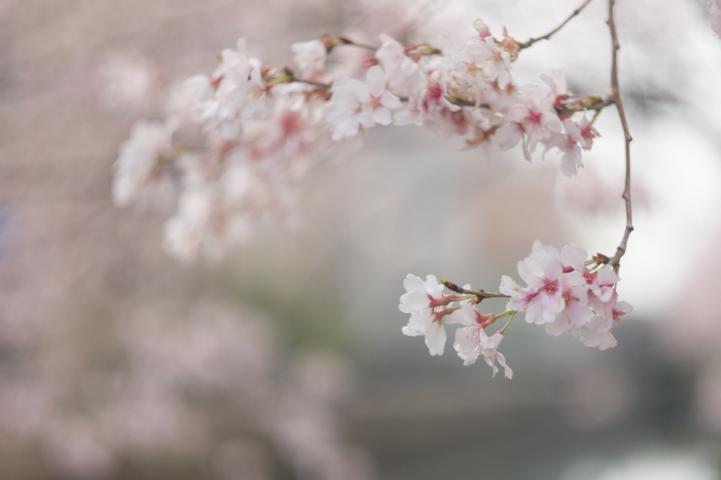 Nostalgic Sakura