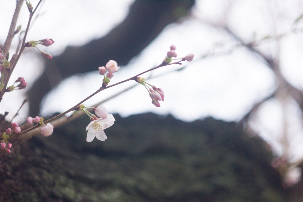 Nostalgic Sakura