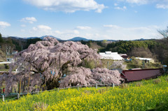 三春の滝桜と菜の花