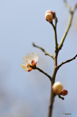 梅花