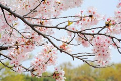 桜 2