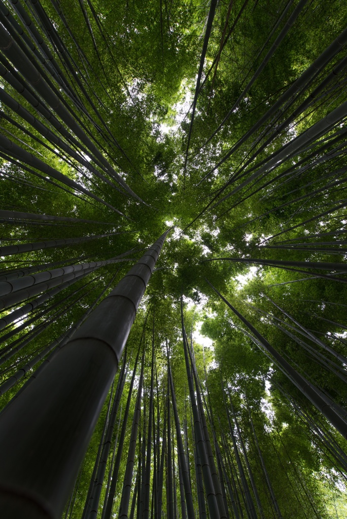 竹林