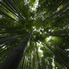 竹林