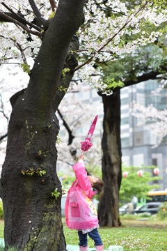 桜に届け