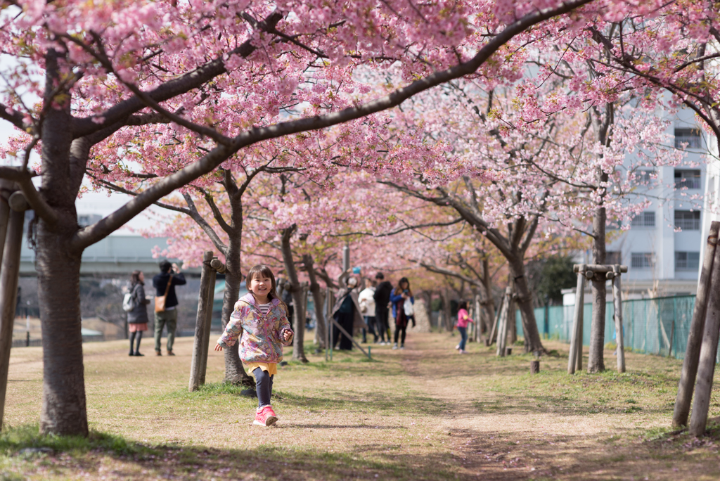 桜の道