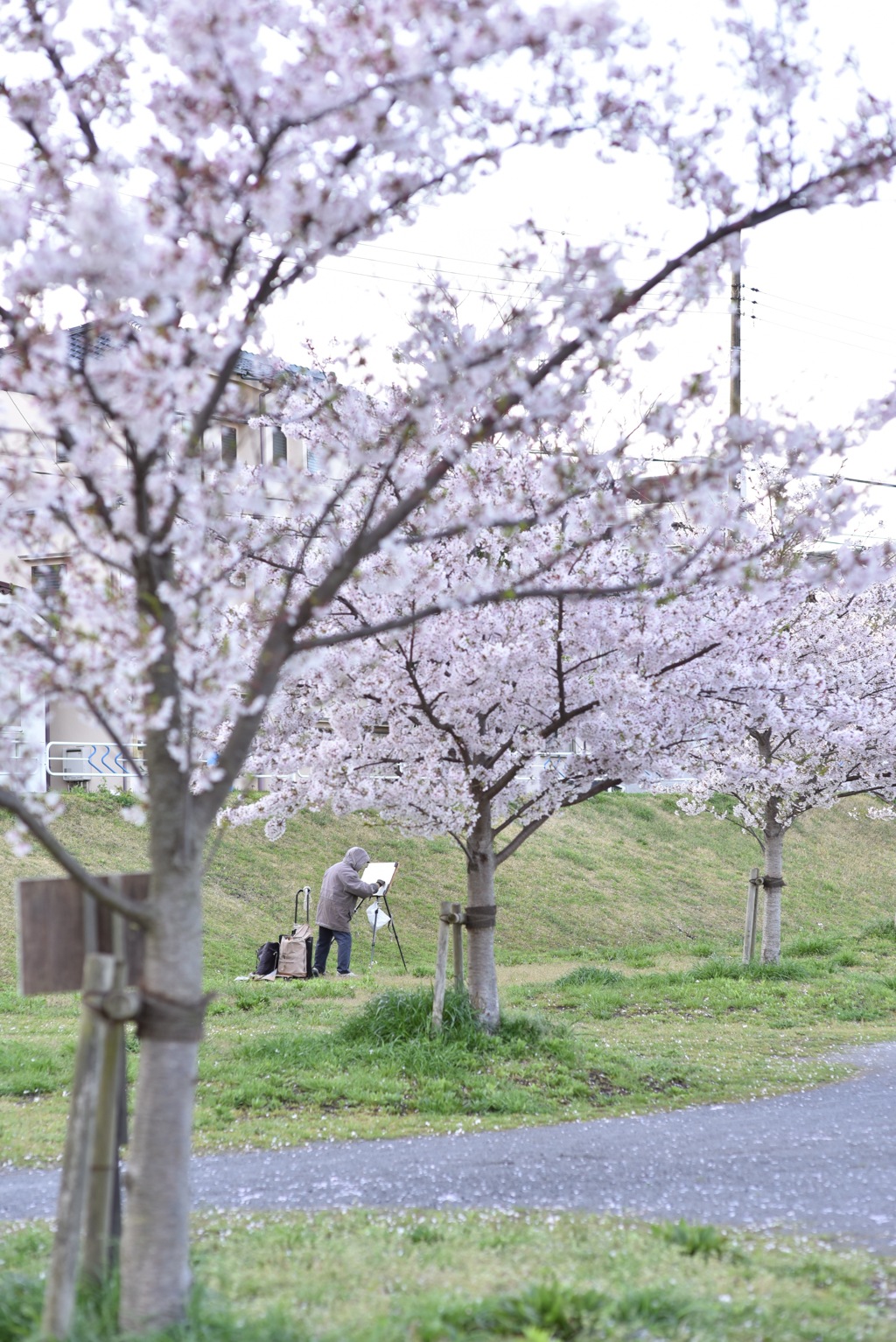 桜の下で