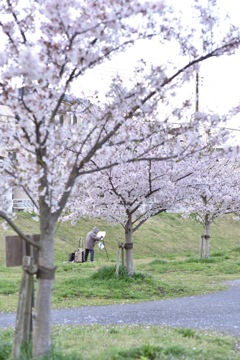 桜の下で